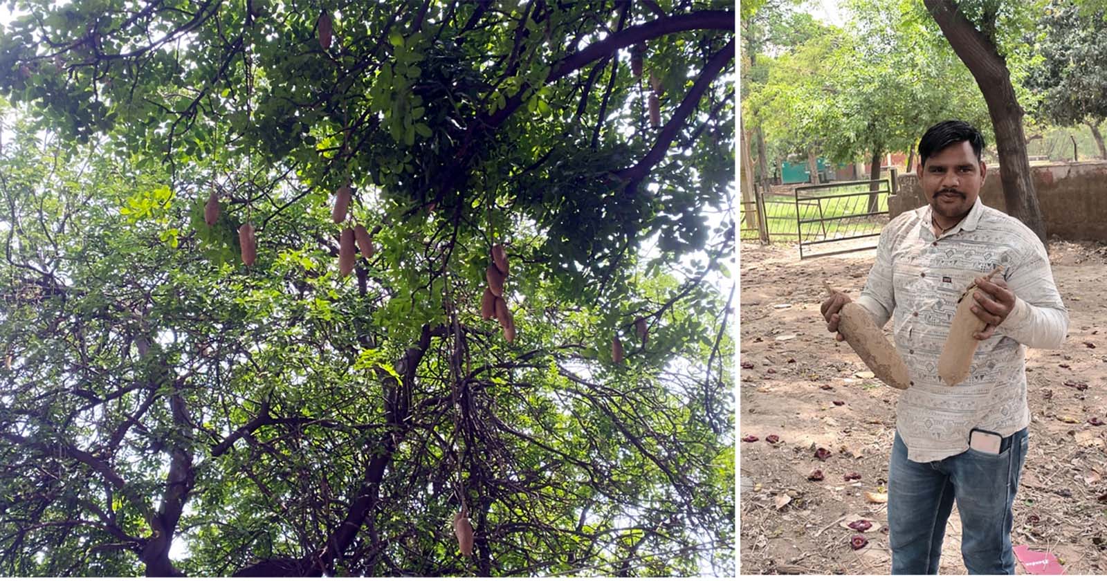 Heavy blossom cucumbers are hanging from trees.